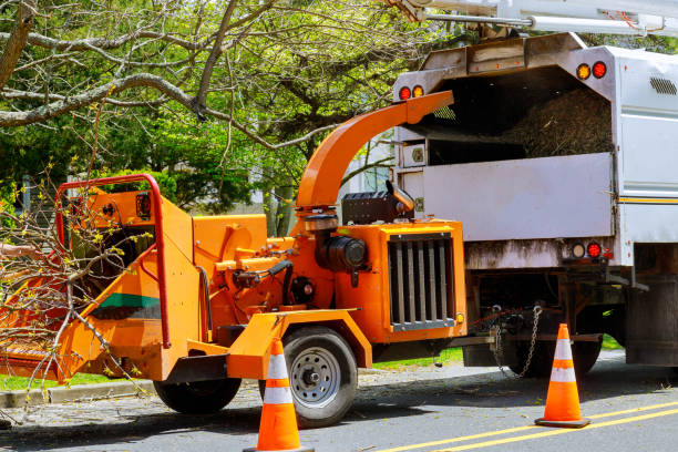 How Our Tree Care Process Works  in Wurtsboro, NY